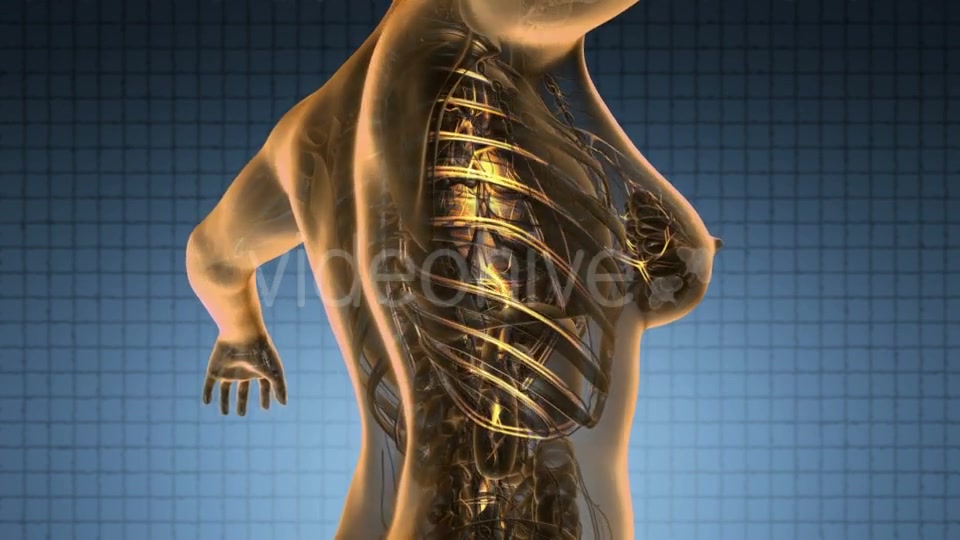 Human Body with Glow Blood Vessels - Download Videohive 19011301