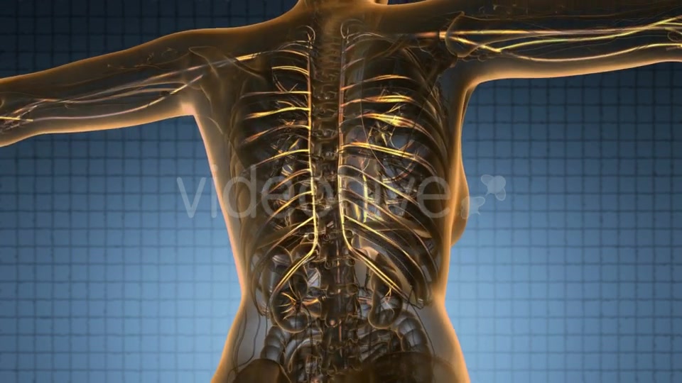 Human Body with Glow Blood Vessels - Download Videohive 19011301