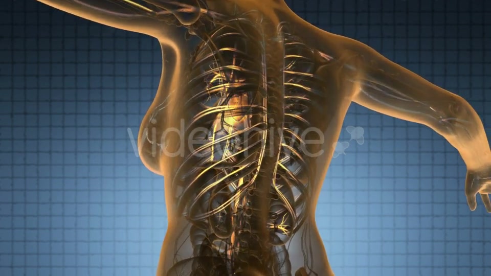 Human Body with Glow Blood Vessels - Download Videohive 19011301