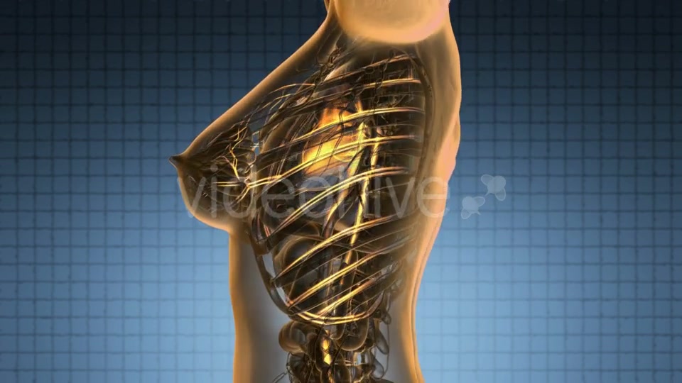 Human Body with Glow Blood Vessels - Download Videohive 19011301