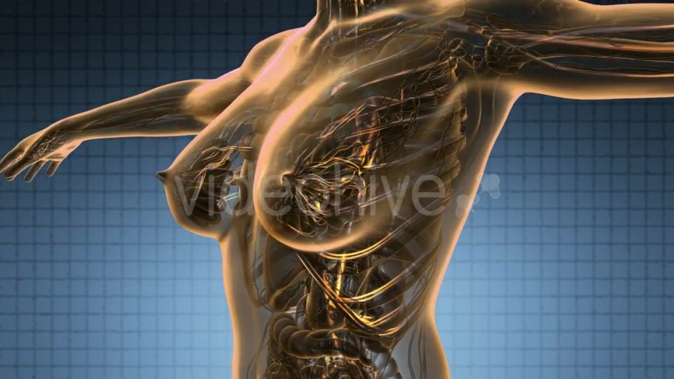 Human Body with Glow Blood Vessels - Download Videohive 19011301