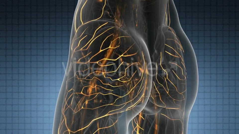 Human Body with Glow Blood Vessels - Download Videohive 19011668