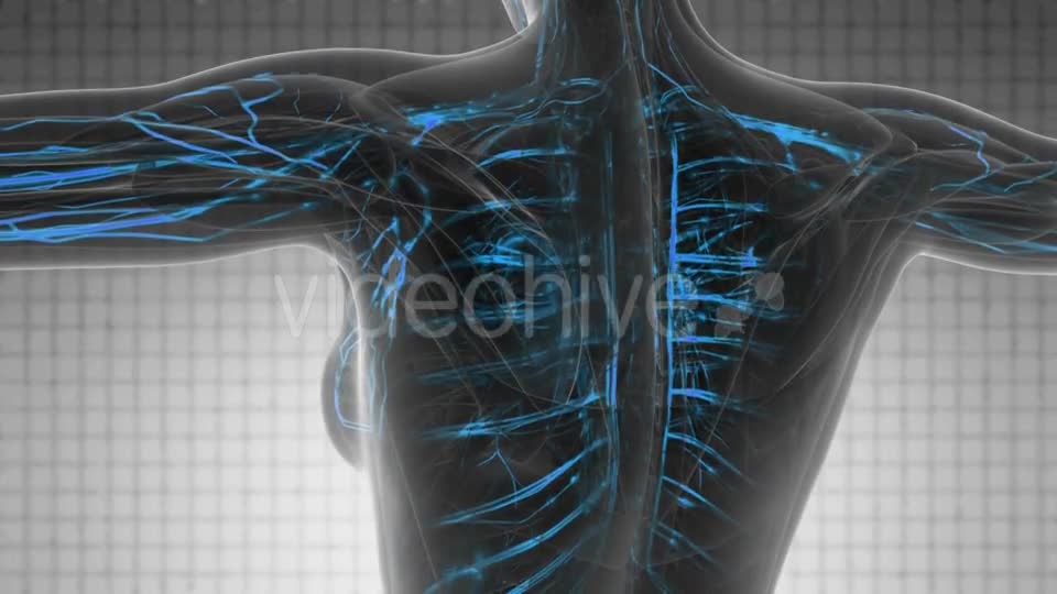 Human Body with Glow Blood Vessels - Download Videohive 19109645