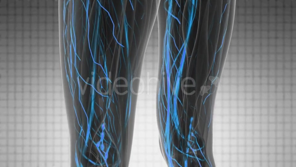 Human Body with Glow Blood Vessels - Download Videohive 19109645