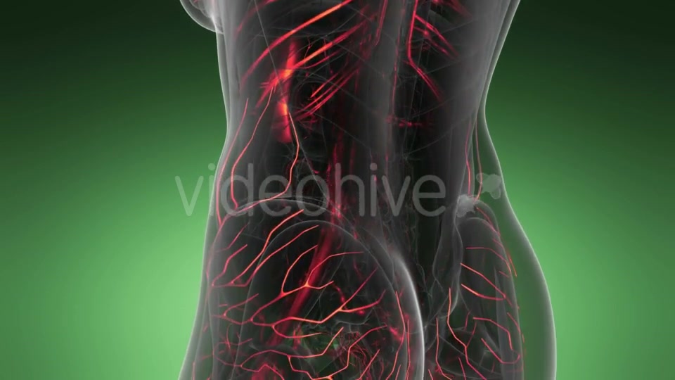 Human Body with Glow Blood Vessels - Download Videohive 19109656