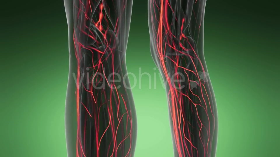 Human Body with Glow Blood Vessels - Download Videohive 19109656