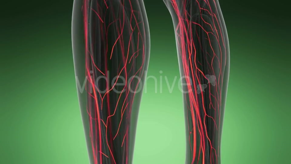 Human Body with Glow Blood Vessels - Download Videohive 19109656