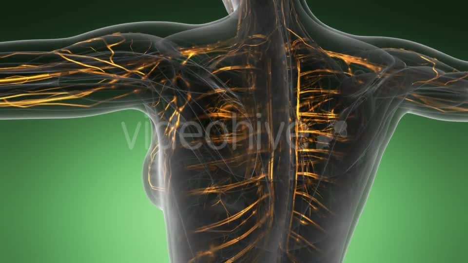 Human Body with Glow Blood Vessels - Download Videohive 19289811