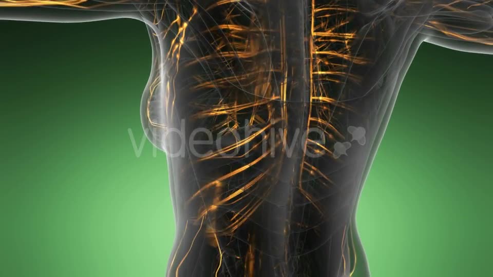 Human Body with Glow Blood Vessels - Download Videohive 19289811