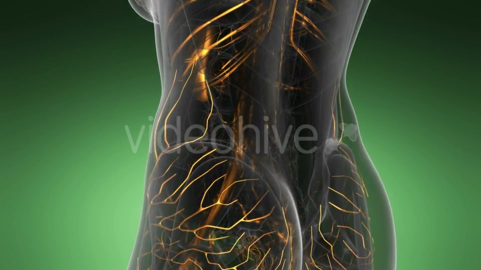 Human Body with Glow Blood Vessels - Download Videohive 19289811