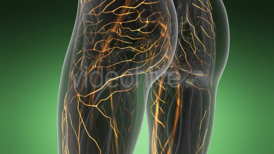 Human Body with Glow Blood Vessels - Download Videohive 19289811