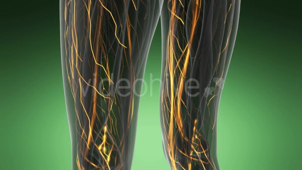 Human Body with Glow Blood Vessels - Download Videohive 19289811