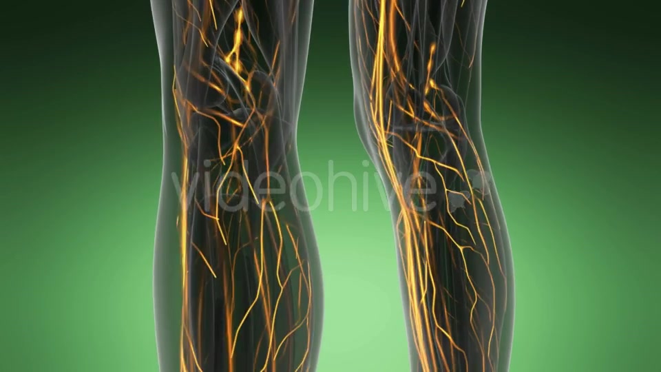 Human Body with Glow Blood Vessels - Download Videohive 19289811