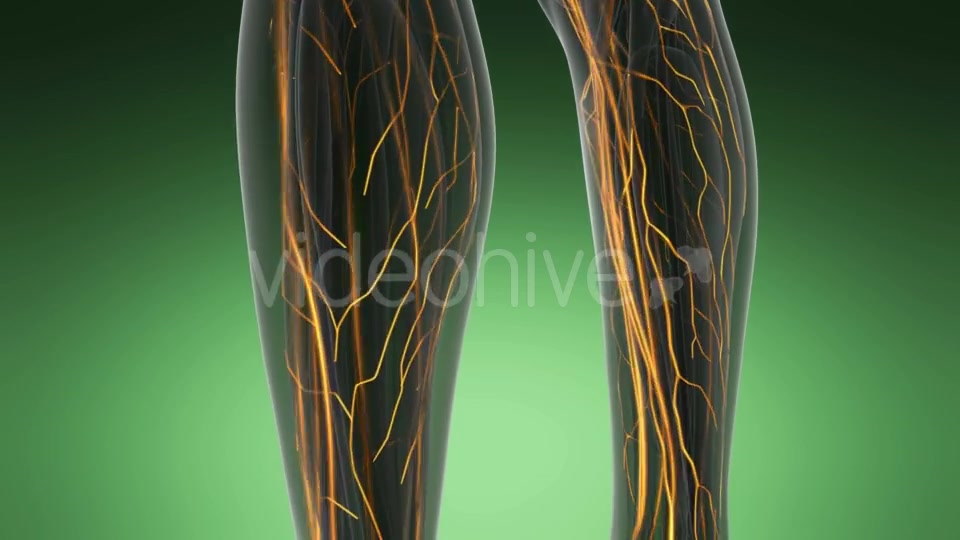 Human Body with Glow Blood Vessels - Download Videohive 19289811