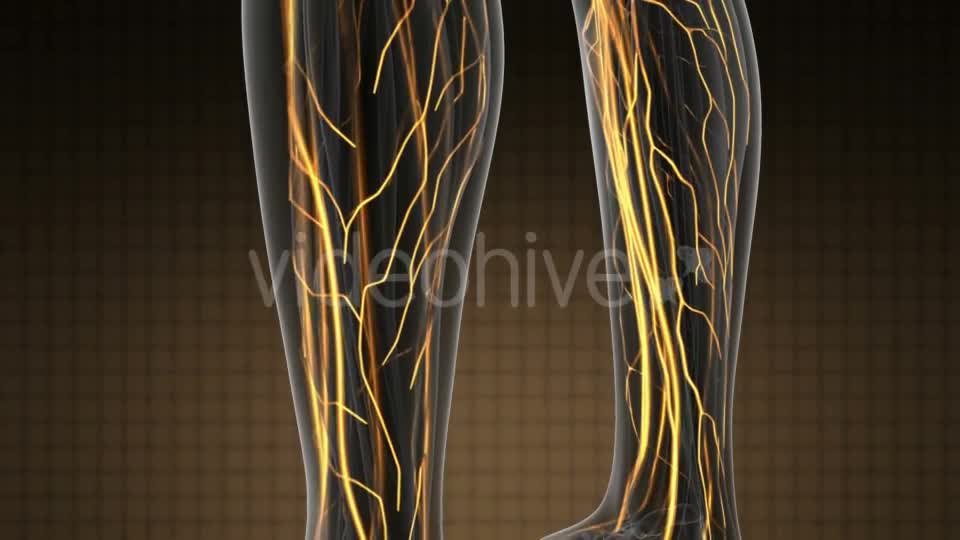 Human Body with Glow Blood Vessels - Download Videohive 19319025