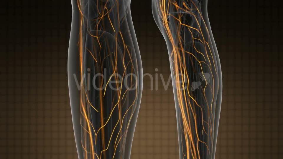 Human Body with Glow Blood Vessels - Download Videohive 19319025