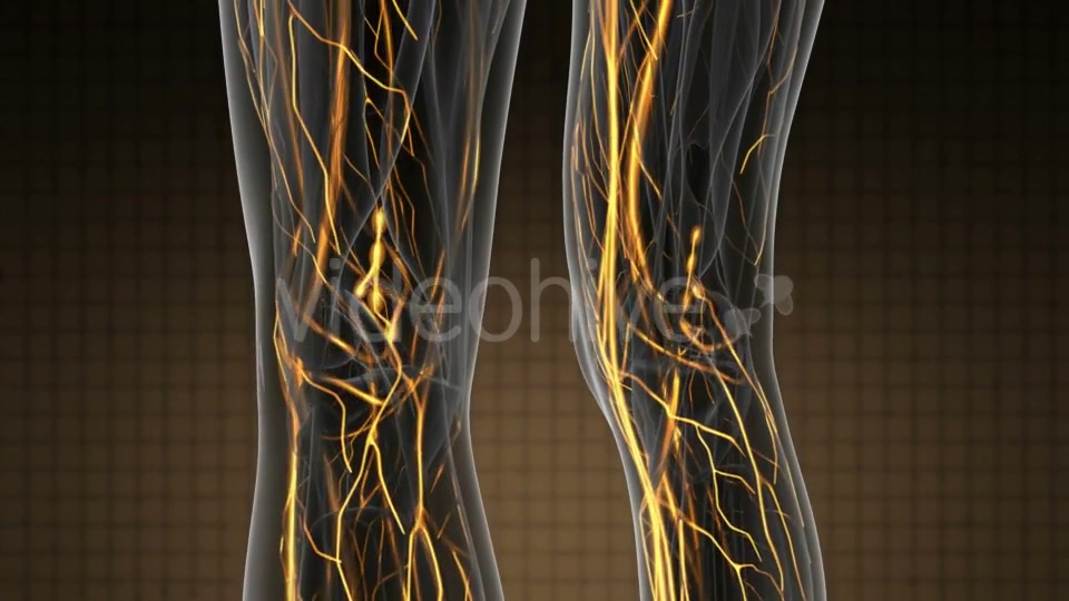 Human Body with Glow Blood Vessels - Download Videohive 19319025