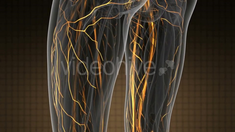 Human Body with Glow Blood Vessels - Download Videohive 19319025