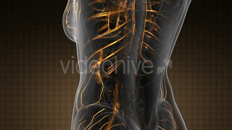 Human Body with Glow Blood Vessels - Download Videohive 19319025