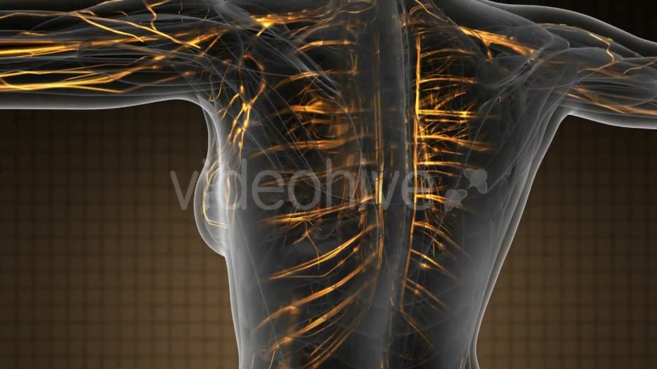 Human Body with Glow Blood Vessels - Download Videohive 19319025