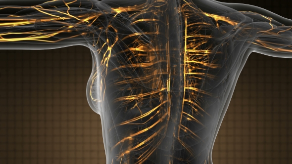 Human Body with Glow Blood Vessels - Download Videohive 19319025