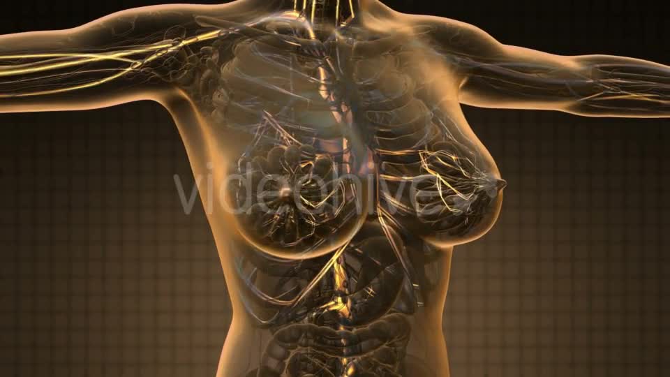 Human Body with Glow Blood Vessels - Download Videohive 19340593