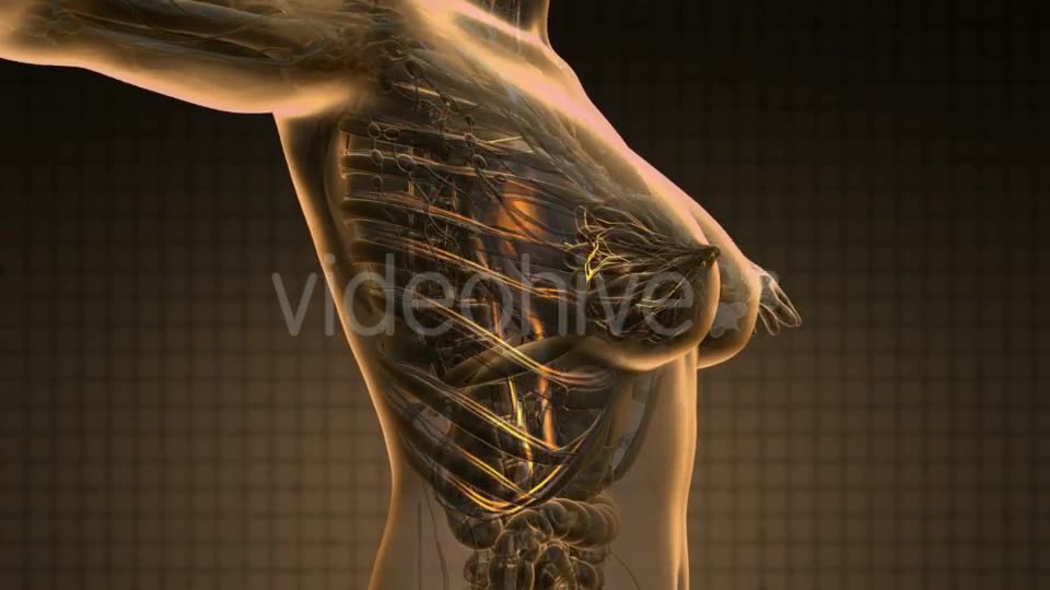 Human Body with Glow Blood Vessels - Download Videohive 19340593