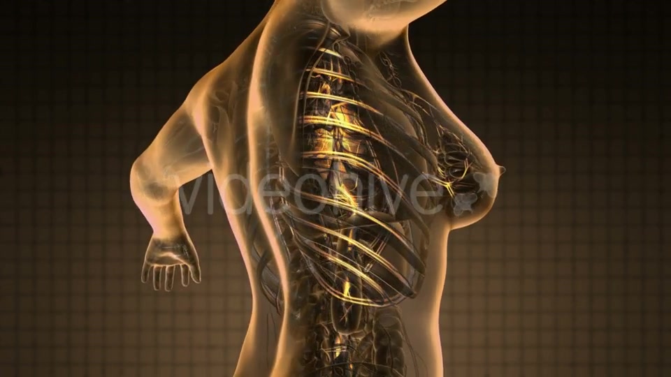 Human Body with Glow Blood Vessels - Download Videohive 19340593