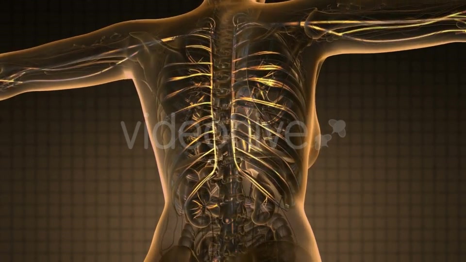 Human Body with Glow Blood Vessels - Download Videohive 19340593