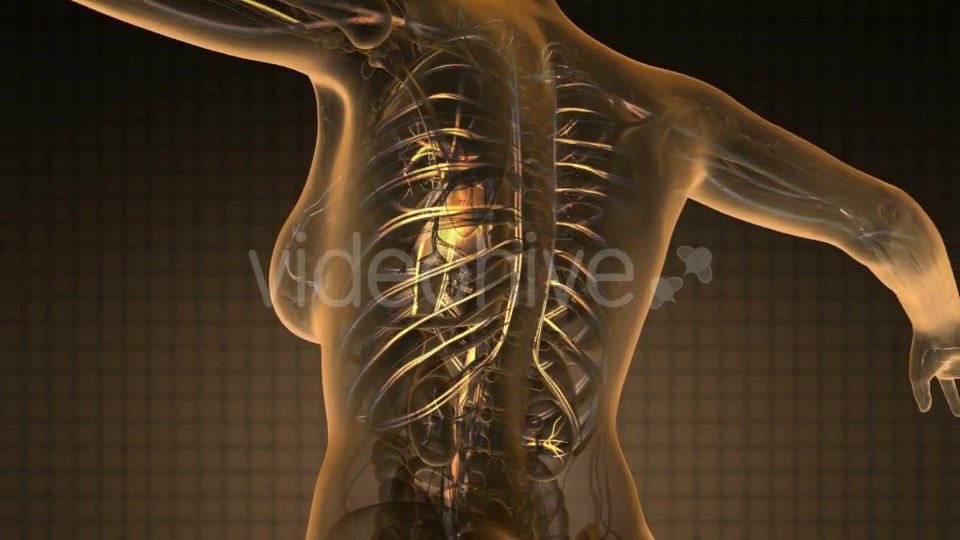 Human Body with Glow Blood Vessels - Download Videohive 19340593