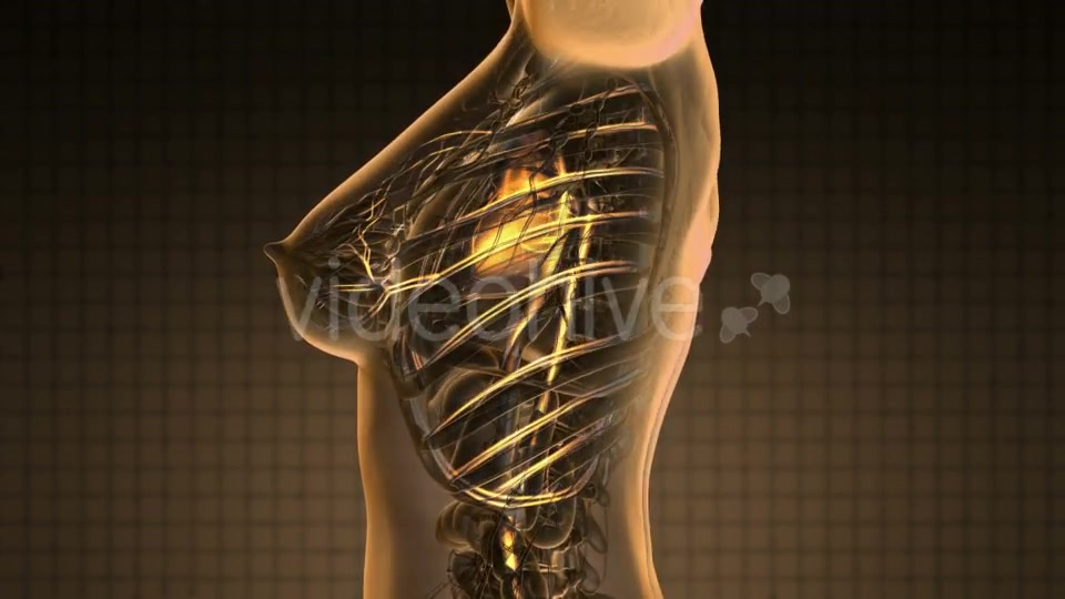 Human Body with Glow Blood Vessels - Download Videohive 19340593