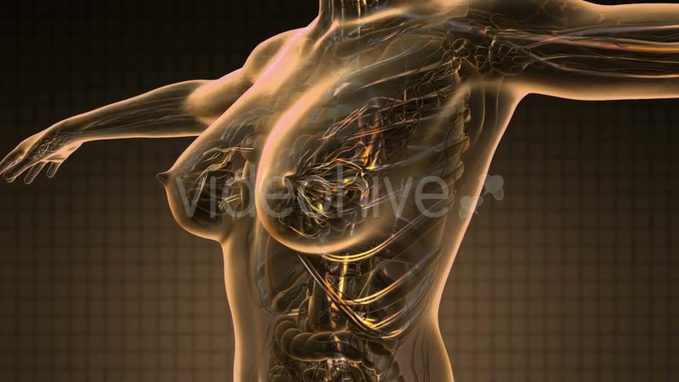 Human Body with Glow Blood Vessels - Download Videohive 19340593