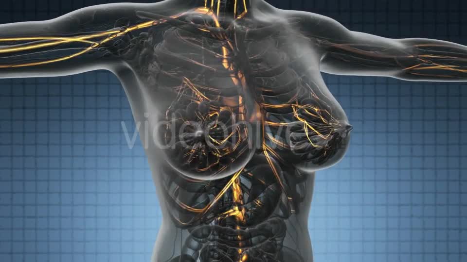 Human Body with Glow Blood Vessels - Download Videohive 19403080