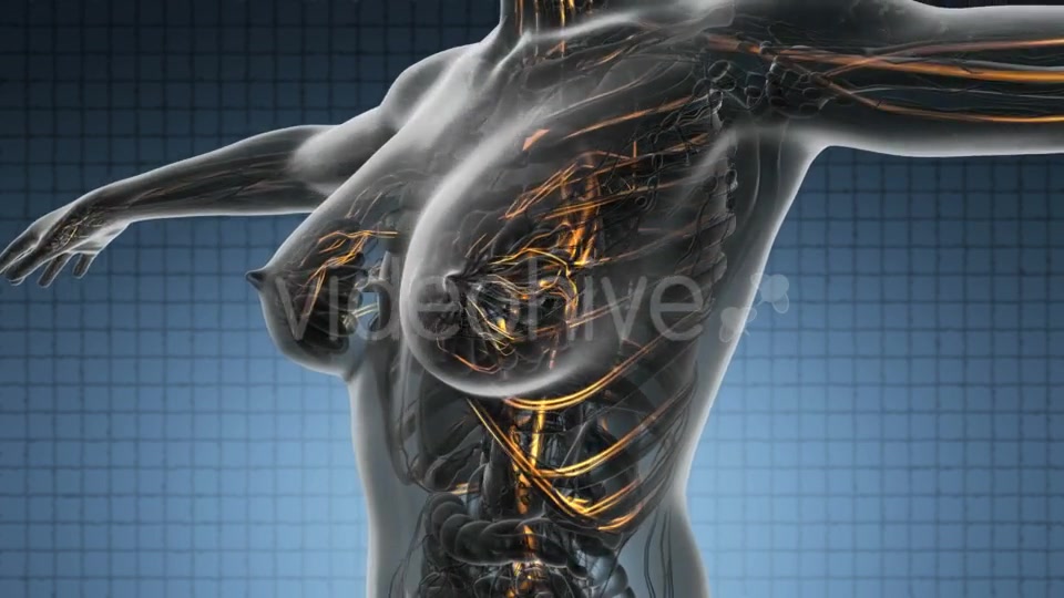 Human Body with Glow Blood Vessels - Download Videohive 19403080