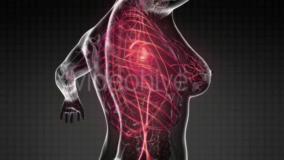 Human Body with Glow Blood Vessels - Download Videohive 19403217