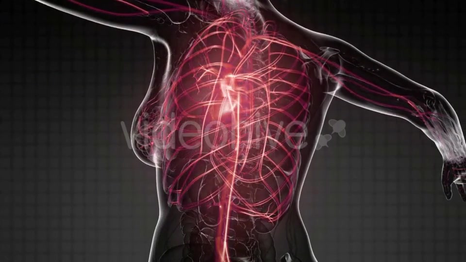 Human Body with Glow Blood Vessels - Download Videohive 19403217