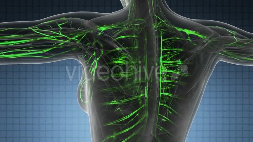 Human Body with Glow Blood Vessels - Download Videohive 19428360