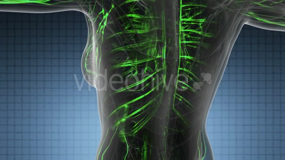 Human Body with Glow Blood Vessels - Download Videohive 19428360