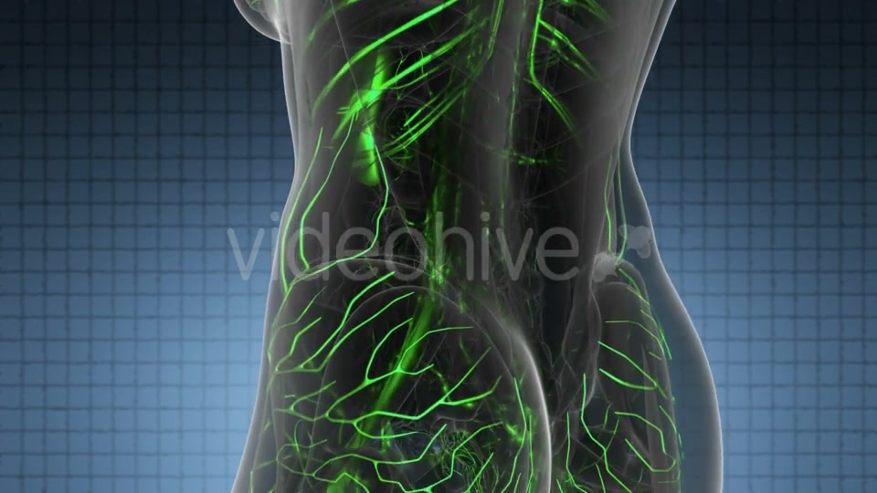 Human Body with Glow Blood Vessels - Download Videohive 19428360