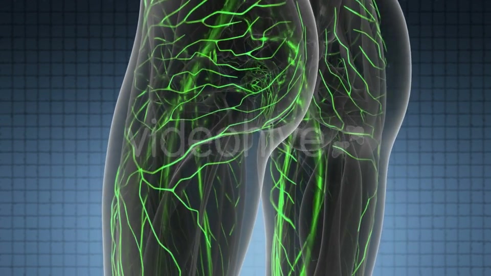 Human Body with Glow Blood Vessels - Download Videohive 19428360