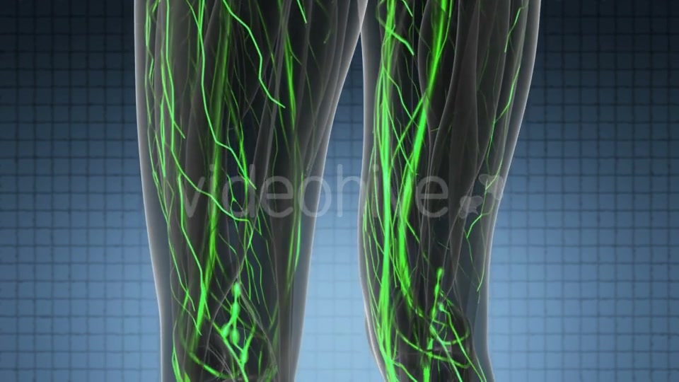 Human Body with Glow Blood Vessels - Download Videohive 19428360