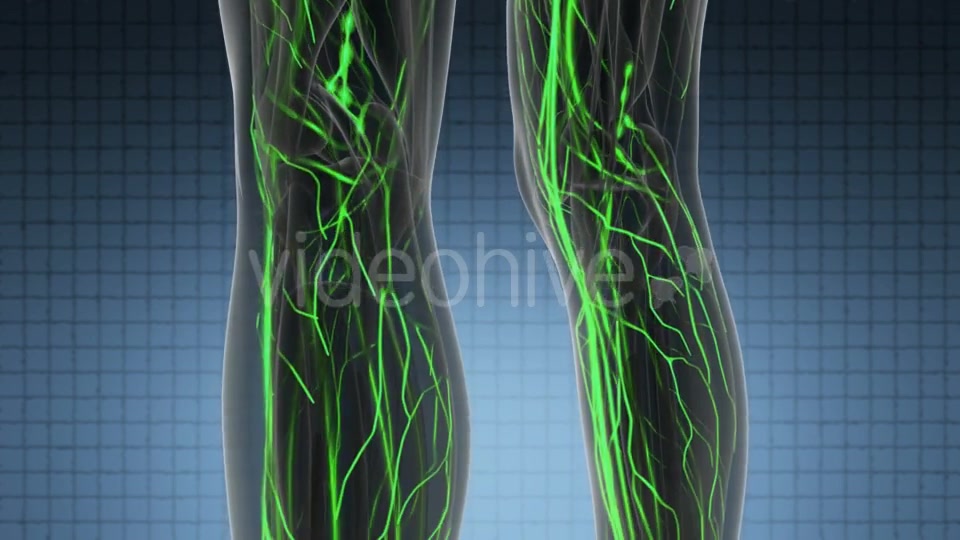 Human Body with Glow Blood Vessels - Download Videohive 19428360
