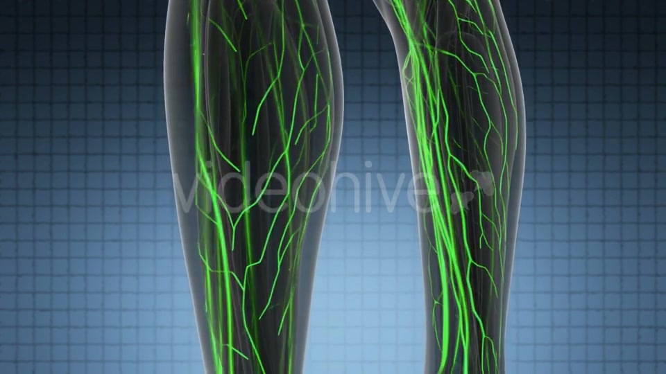 Human Body with Glow Blood Vessels - Download Videohive 19428360