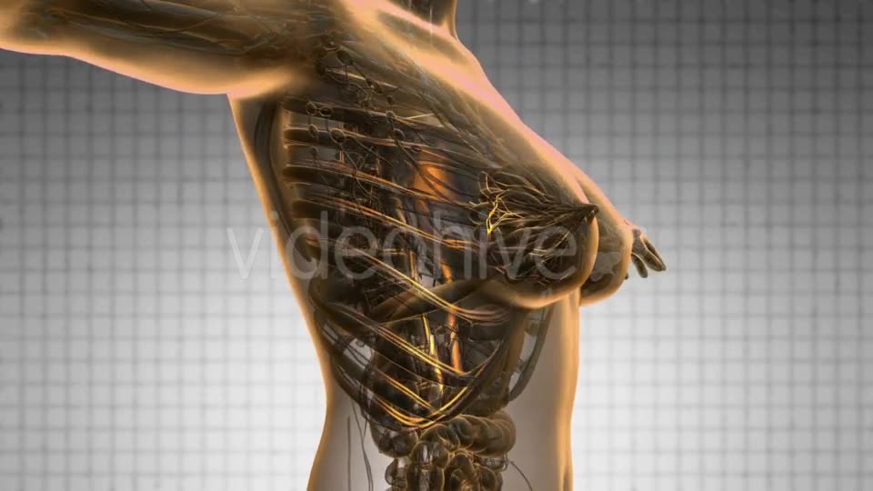 Human Body with Glow Blood Vessels - Download Videohive 19428398