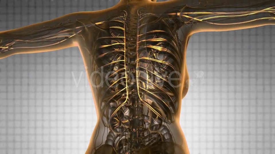 Human Body with Glow Blood Vessels - Download Videohive 19428398