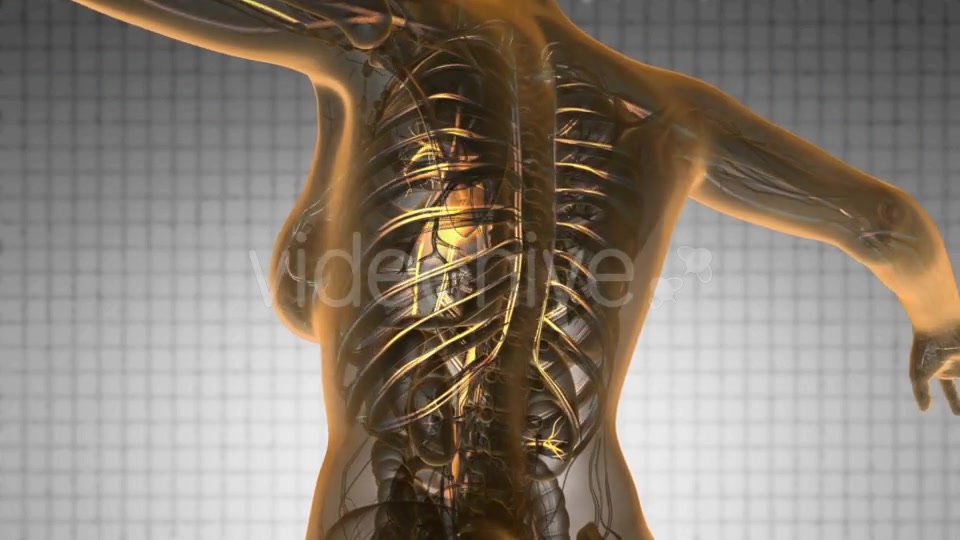 Human Body with Glow Blood Vessels - Download Videohive 19428398