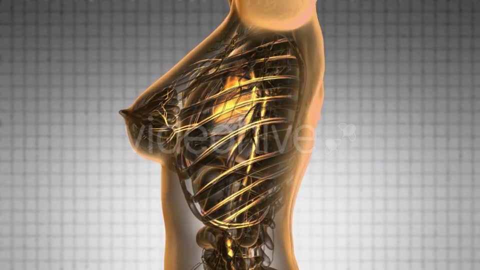 Human Body with Glow Blood Vessels - Download Videohive 19428398