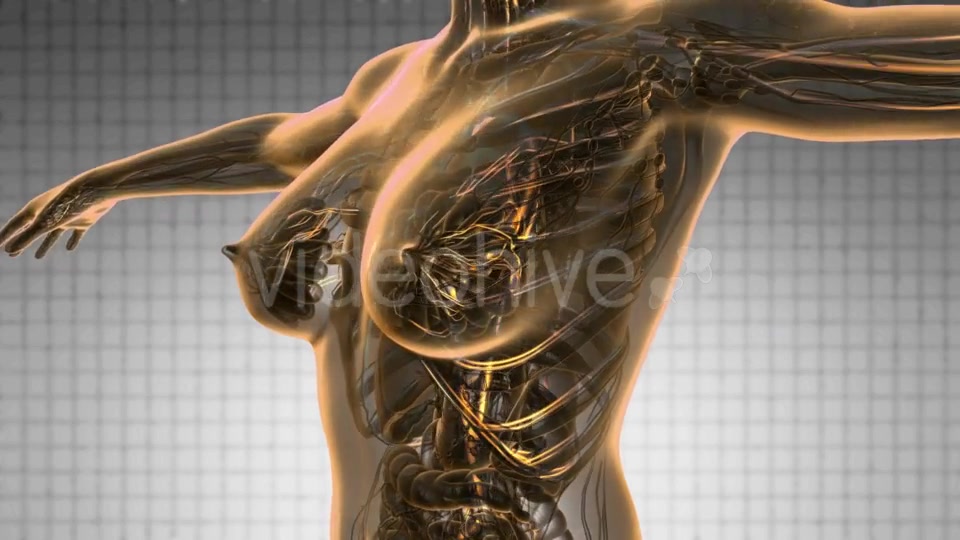 Human Body with Glow Blood Vessels - Download Videohive 19428398