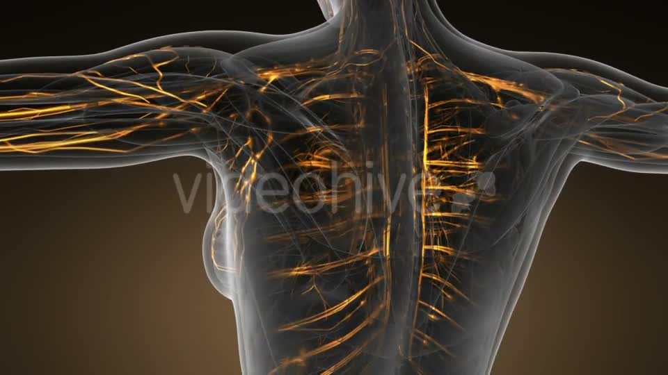 Human Body with Glow Blood Vessels - Download Videohive 19446932