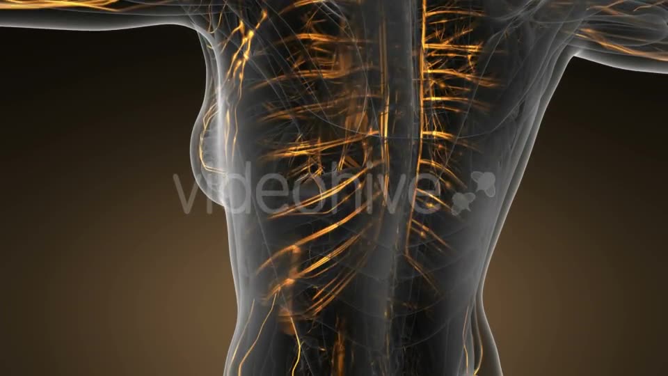 Human Body with Glow Blood Vessels - Download Videohive 19446932